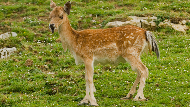 Illustration for article titled 6 Amazing Pictures Of Deer Melting That We Published Before Looking Up An Explanation